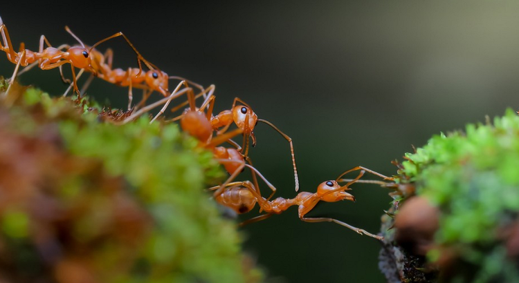 Exploring Ant Societies and Tiny Ecosystem Lessons
