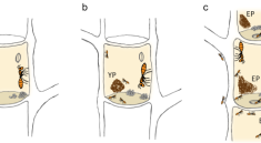 Understanding Ant Colonies and Micro Ecosystems Through