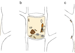 Understanding Ant Colonies and Micro Ecosystems Through