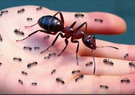 Discover the Secret Lives of Ants: How These Tiny Creatures Impact Our World