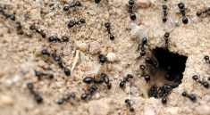 Ant Colonies Use Hidden Communication Strategies That Have Experts Baffled