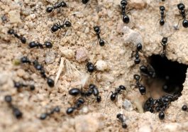Ant Colonies Use Hidden Communication Strategies That Have Experts Baffled