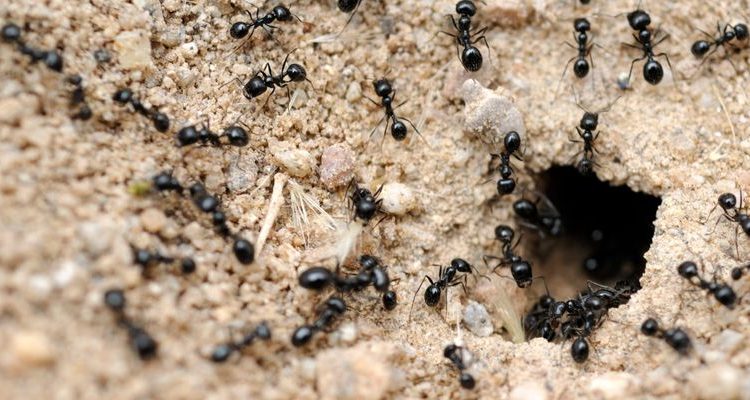 Ant Colonies Use Hidden Communication Strategies That Have Experts Baffled