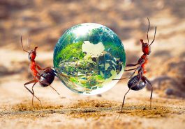 Unveiling the Role of Ants in Keeping Nature's Balance Intact!