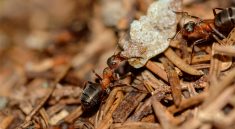 Ant Microbiome Secrets That Could Devastate Disease!