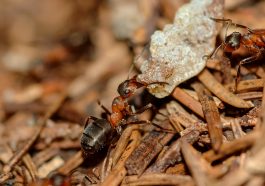 Ant Microbiome Secrets That Could Devastate Disease!