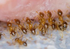 Micro Ecosystem Around Ants: Who Are the Inhabitants?