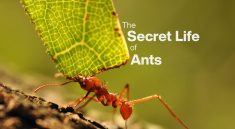 The Secret Life Inside an Ant Colony That We Rarely See