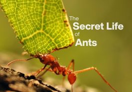 The Secret Life Inside an Ant Colony That We Rarely See