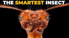 Mind-Blowing Ant Behaviors You Didn’t Know Existed