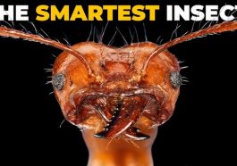 Mind-Blowing Ant Behaviors You Didn’t Know Existed