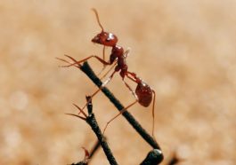 The Tiny World of Ants You Never Knew Existed