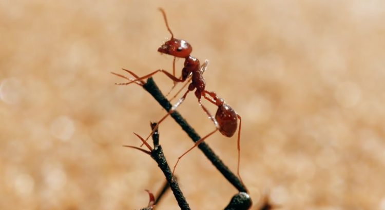 The Tiny World of Ants You Never Knew Existed
