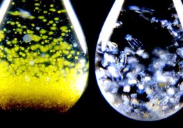 One Drop of Water Contains an Entire Hidden World