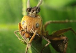 The Creepiest Parasites That Control Ant Brains