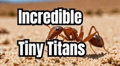 The Tiny Ant That Holds Big Secrets About Ecosystems