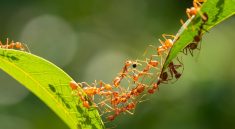Perfect Lines: Teamwork Strategies of Ants