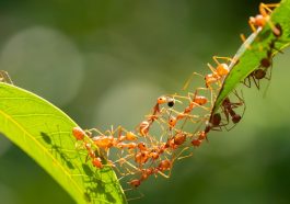 Perfect Lines: Teamwork Strategies of Ants