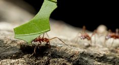 The Role of Ants Seed Dispersal and Plant Growth