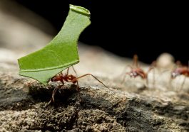 The Role of Ants Seed Dispersal and Plant Growth
