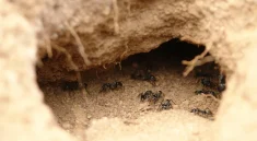 Ant Activity Aerates Soil and Boosts Microbial Growth