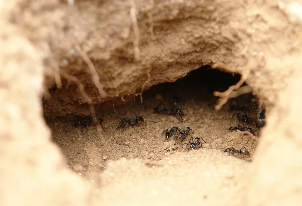 Ant Activity Aerates Soil and Boosts Microbial Growth
