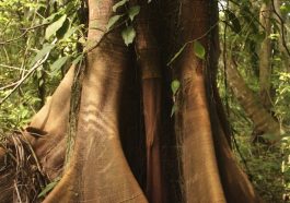 Micro Jungle : Exploring Life in Small-Scale Habitats