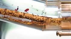 Ant Bioengineering : How Tiny Colonies Influence Carbon and Microbial Networks