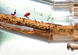 Ant Bioengineering : How Tiny Colonies Influence Carbon and Microbial Networks