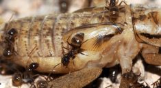 Invasive Ant Species and Their Impact on Local Ecosystems