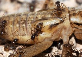 Invasive Ant Species and Their Impact on Local Ecosystems