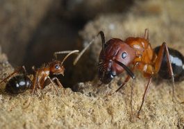 Exploring the Behavior of Ant Scouts in Food Foraging