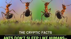 The Tireless Diet of Ants: How They Work, Eat, and Sleep in Short Bursts