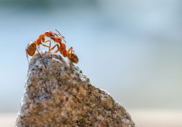 Flying Ant Days: The Fascinating Mating Season of Ants in the Warm, Humid Air