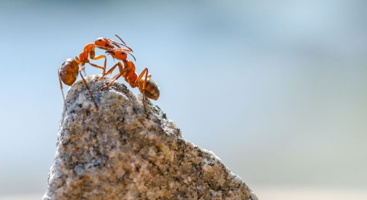 Flying Ant Days: The Fascinating Mating Season of Ants in the Warm, Humid Air