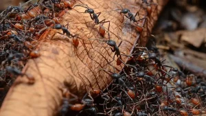How Ants Walk and Climb