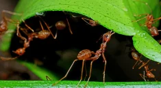 How Young Worker Ants Learn Their Roles Inside the Nest Before Venturing Outside