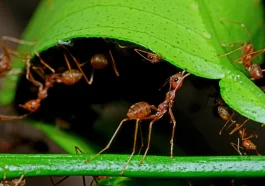 How Young Worker Ants Learn Their Roles Inside the Nest Before Venturing Outside