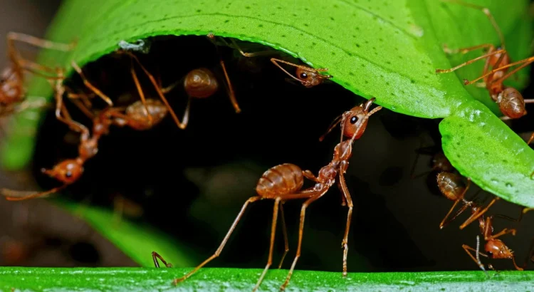How Young Worker Ants Learn Their Roles Inside the Nest Before Venturing Outside
