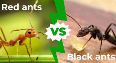 Understanding Red vs Black Ants: Behavior, Habits, and Home Infestations