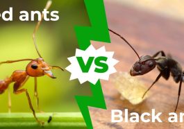 Understanding Red vs Black Ants: Behavior, Habits, and Home Infestations