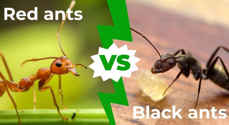 Understanding Red vs Black Ants: Behavior, Habits, and Home Infestations