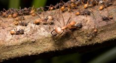 How Long Do Ants Live Understanding the Lifespan of Queens, Workers, and Males