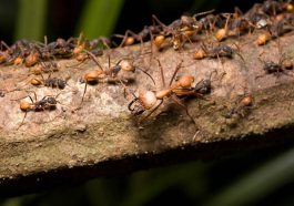 How Long Do Ants Live Understanding the Lifespan of Queens, Workers, and Males