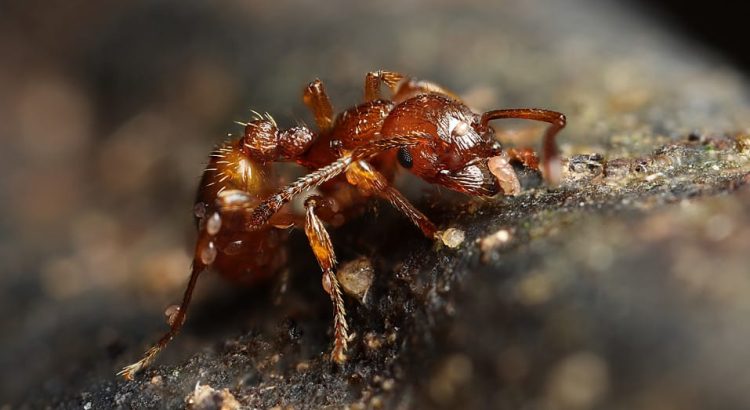 How to Prevent Mites and Parasites in Ant Farms